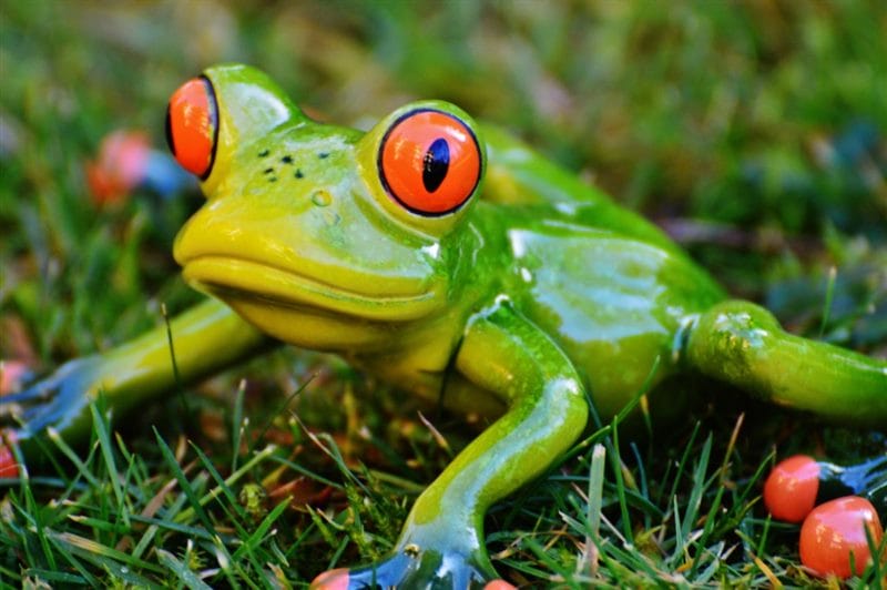 Картинки жабы (100 фото) #69