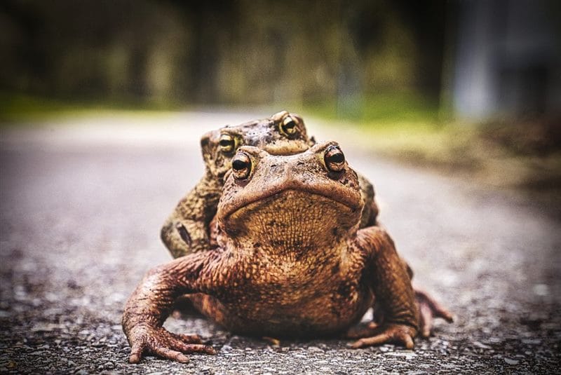 Картинки жабы (100 фото) #54