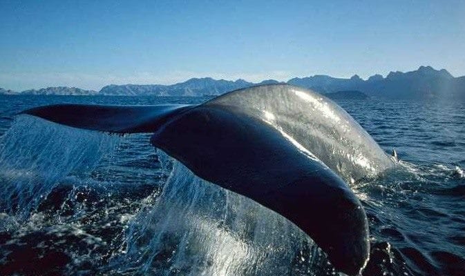 Картинки киты (100 фото) #18