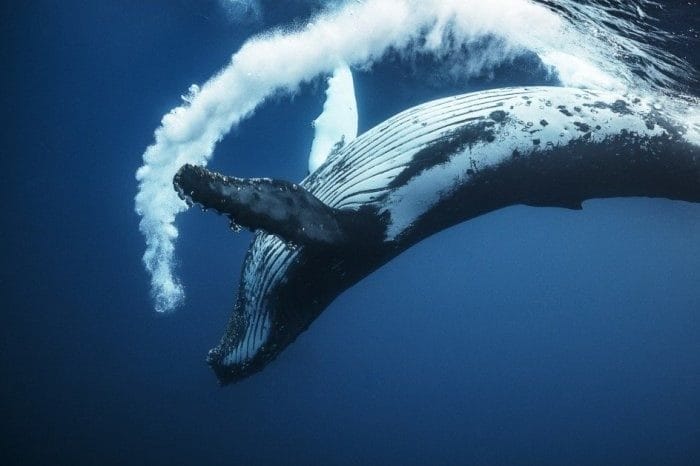 Картинки киты (100 фото) #16