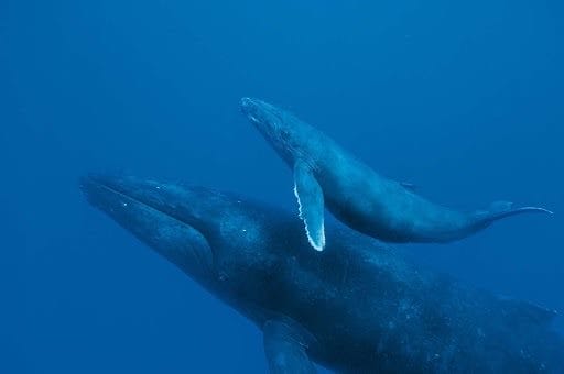 Картинки киты (100 фото) #19