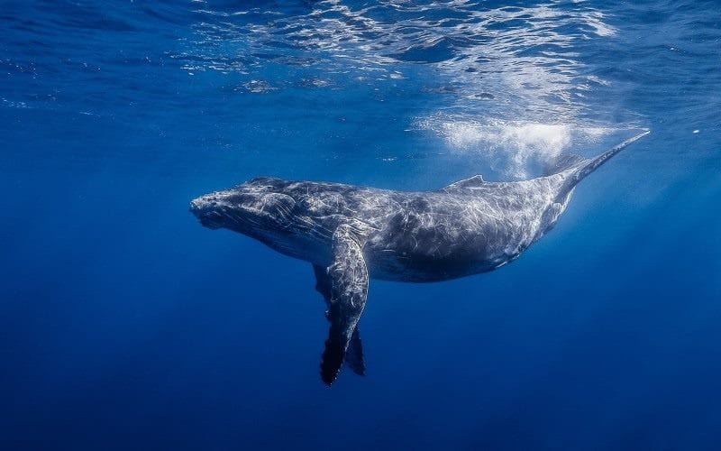 Картинки киты (100 фото) #11