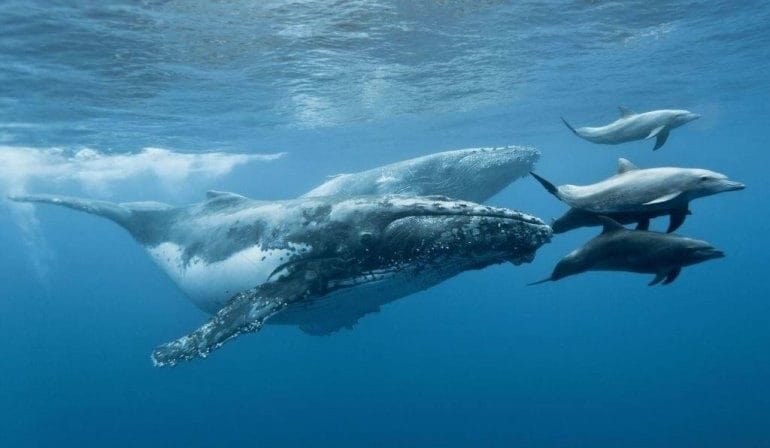 Картинки киты (100 фото) #20