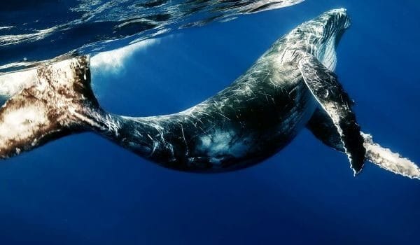 Картинки киты (100 фото) #31