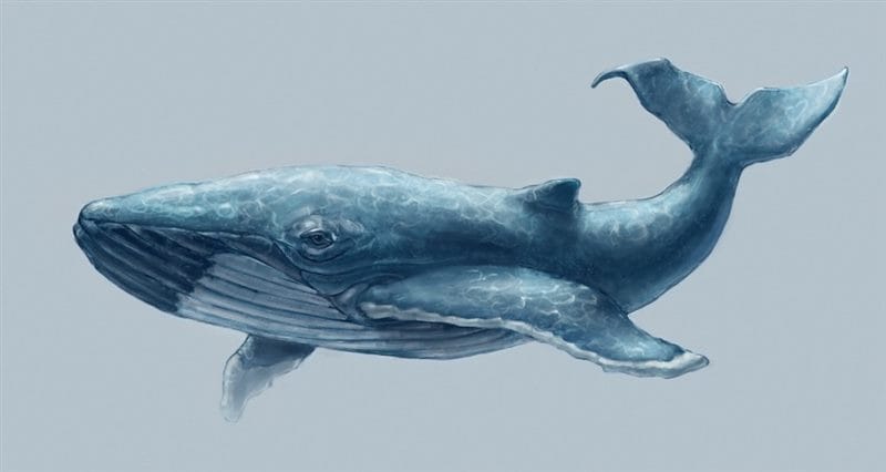 Картинки киты (100 фото) #15