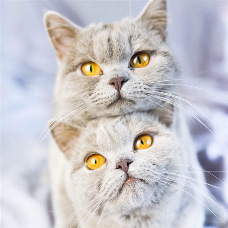 Красивые картинки котиков (100 фото) #28
