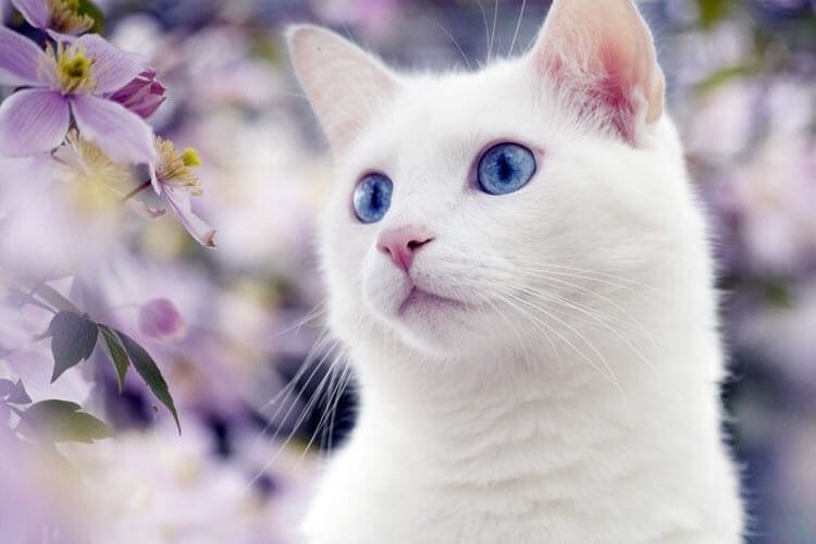 Красивые картинки котиков (100 фото) #31