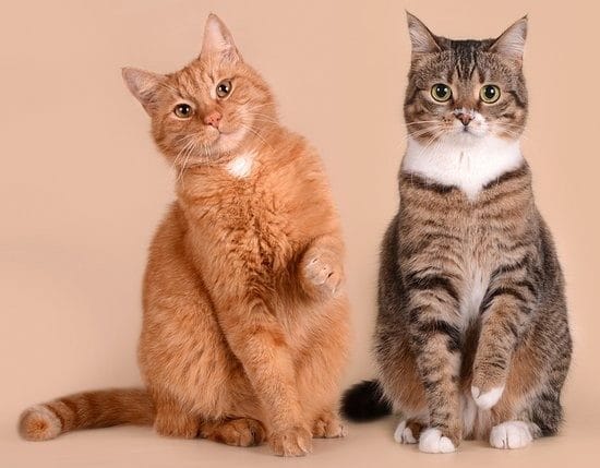 Красивые картинки котиков (100 фото) #11