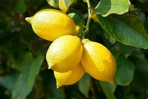 Картинки лимоны (100 фото) #26