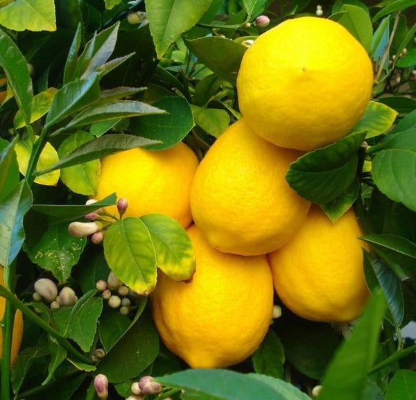 Картинки лимоны (100 фото) #29