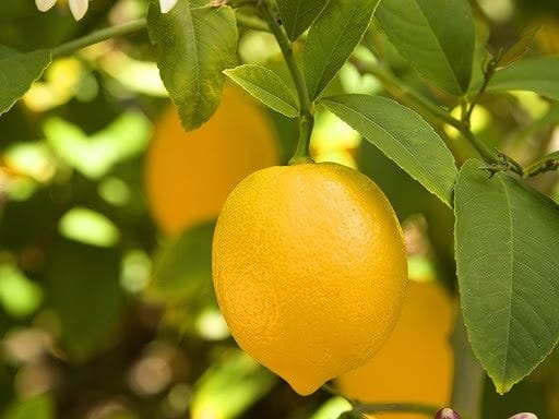 Картинки лимоны (100 фото) #35