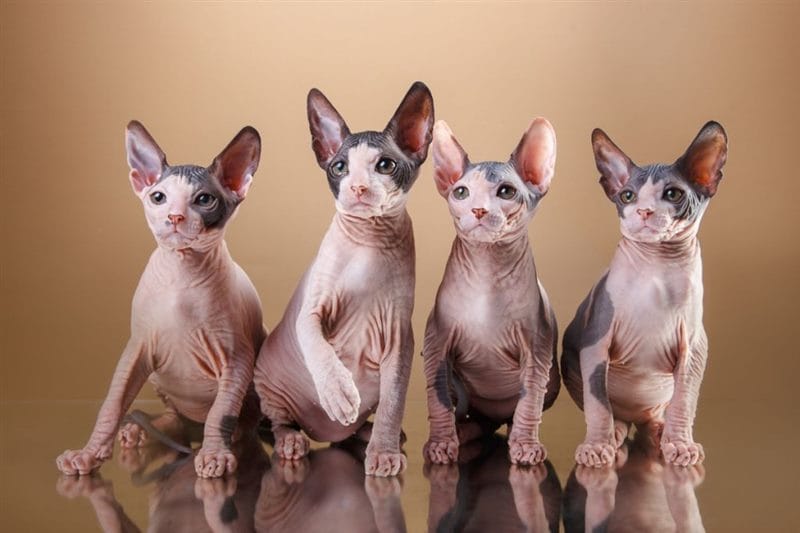 Картинки лысых котов (100 фото) #100