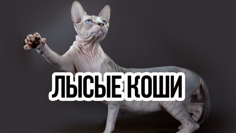 Картинки лысых котов (100 фото) #30