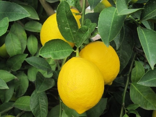 Картинки лимоны (100 фото) #87