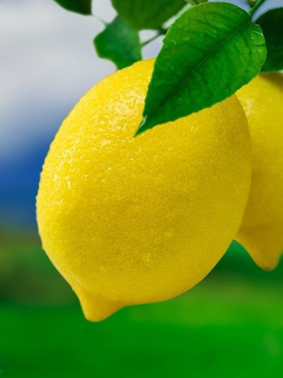 Картинки лимоны (100 фото) #97