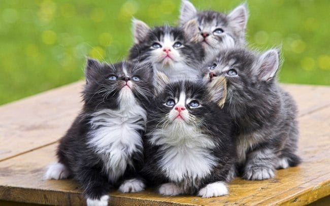 Красивые картинки котиков (100 фото) #96