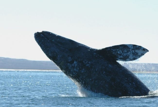 Картинки киты (100 фото) #91