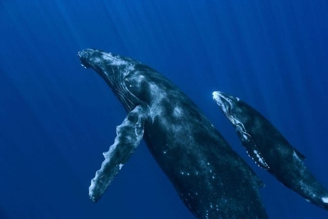 Картинки киты (100 фото) #88