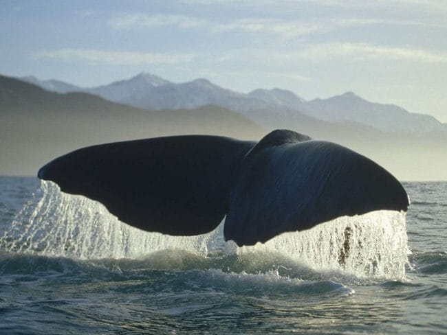 Картинки киты (100 фото) #98
