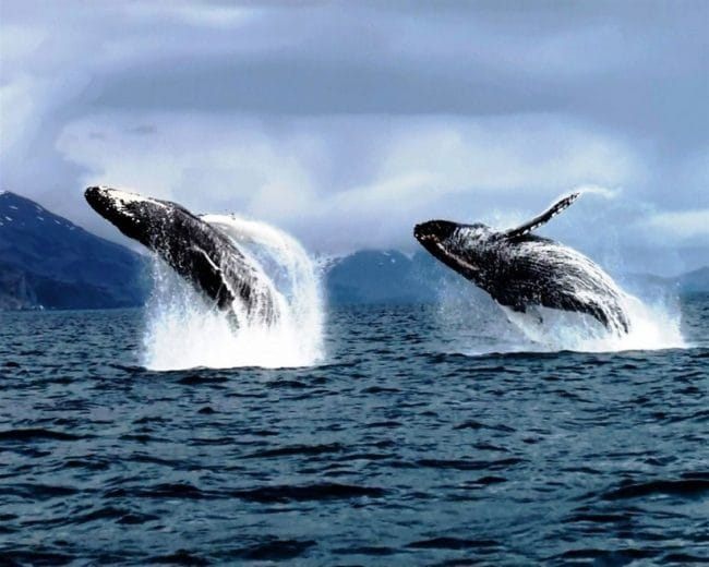 Картинки киты (100 фото) #94