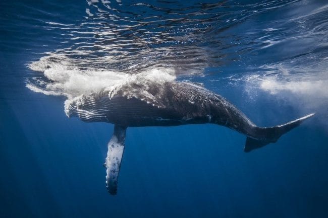 Картинки киты (100 фото) #87