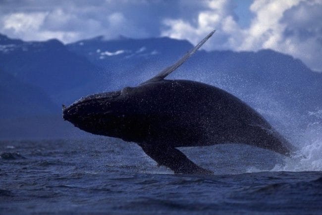 Картинки киты (100 фото) #84