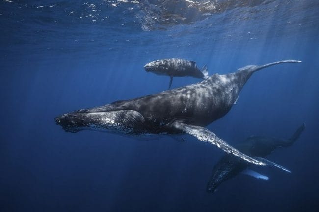 Картинки киты (100 фото) #99