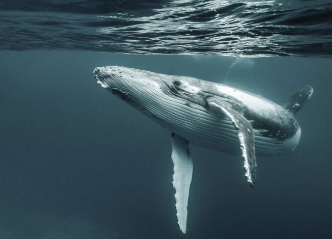 Картинки киты (100 фото) #89