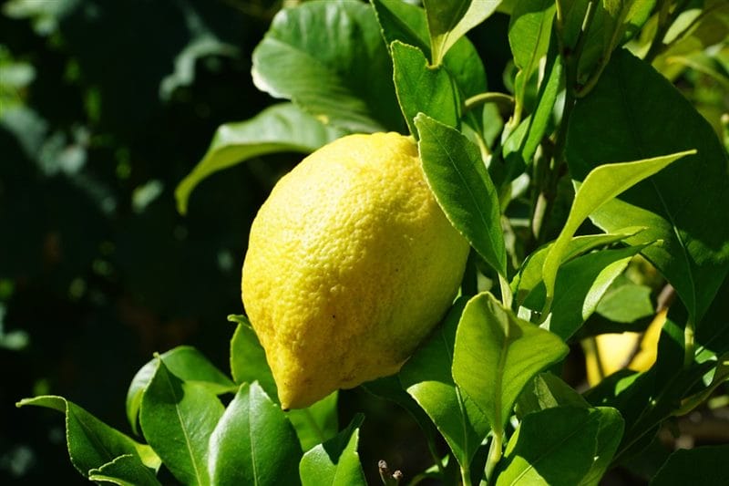 Картинки лимоны (100 фото) #53
