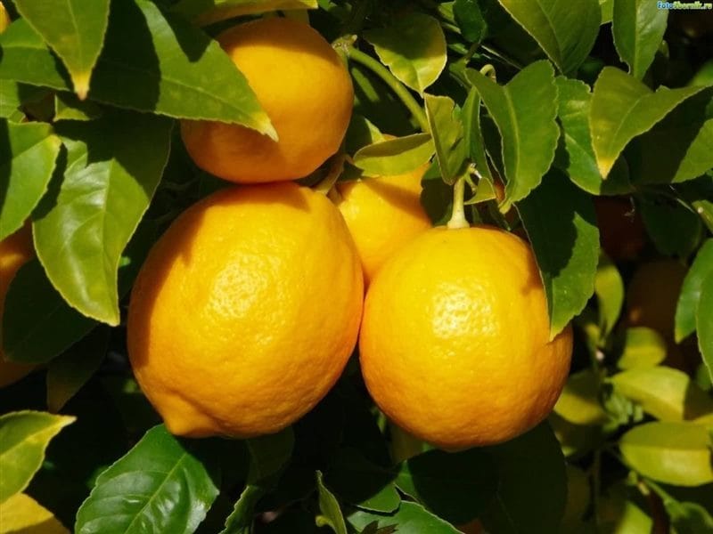 Картинки лимоны (100 фото) #58