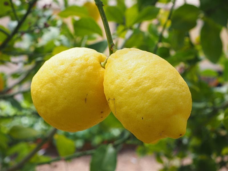 Картинки лимоны (100 фото) #61