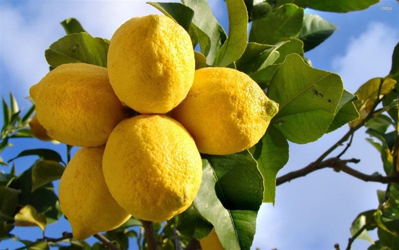 Картинки лимоны (100 фото) #49