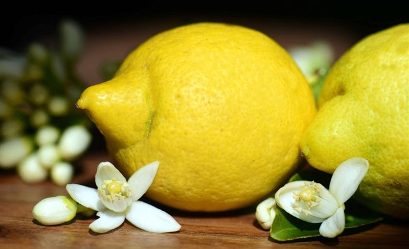 Картинки лимоны (100 фото) #74
