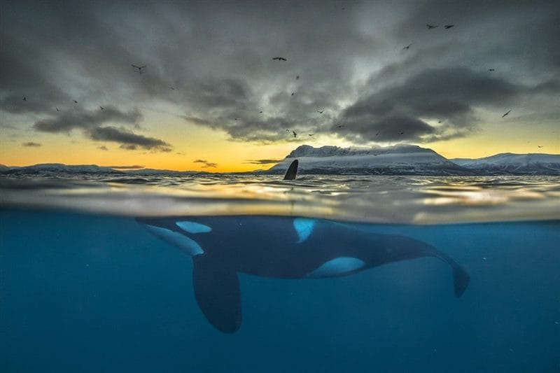 Картинки киты (100 фото) #74