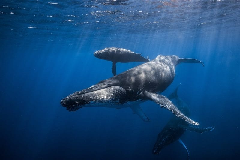 Картинки киты (100 фото) #71