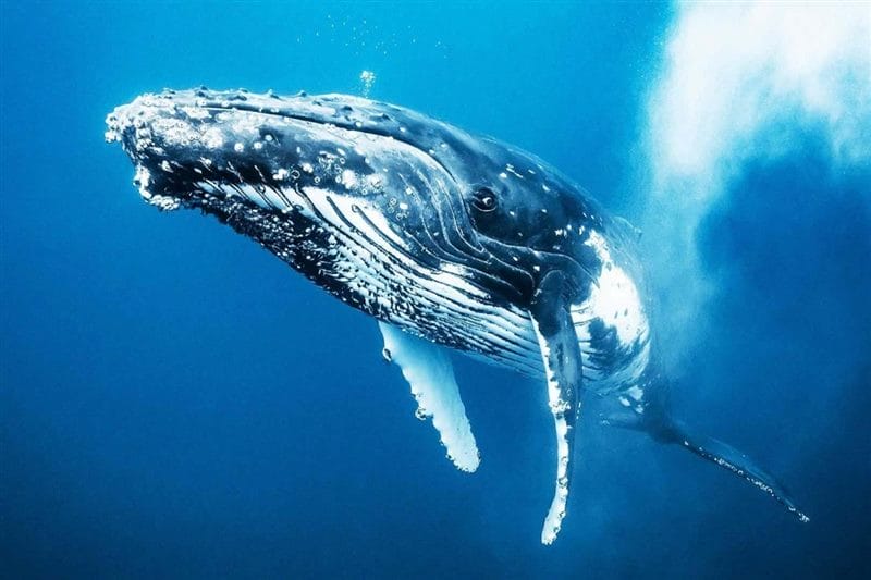 Картинки киты (100 фото) #57