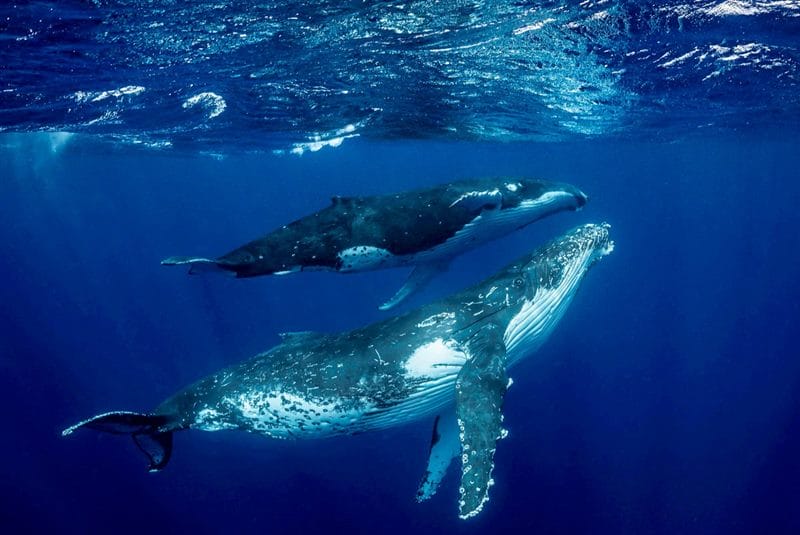 Картинки киты (100 фото) #46