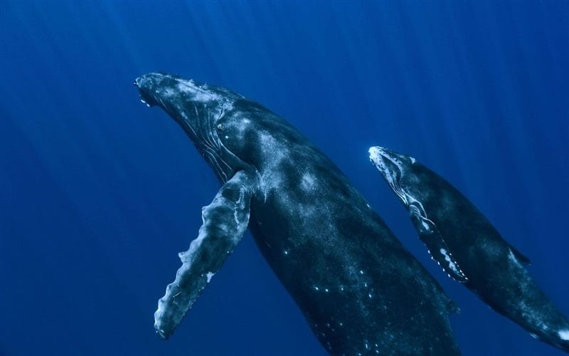 Картинки киты (100 фото) #81