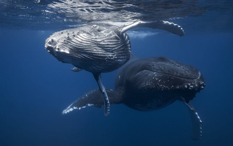 Картинки киты (100 фото) #77
