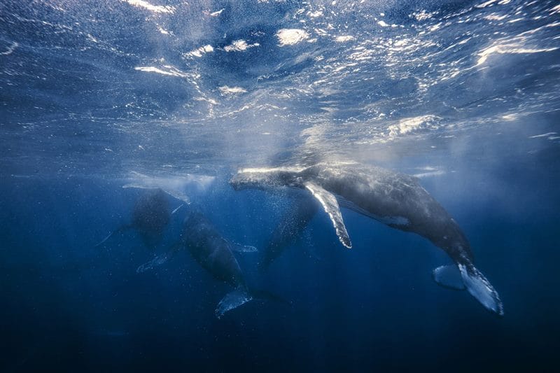 Картинки киты (100 фото) #41