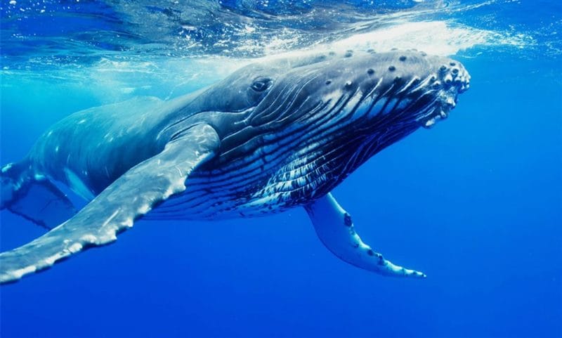Картинки киты (100 фото) #67