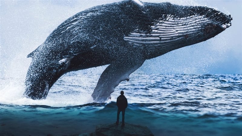 Картинки киты (100 фото) #36