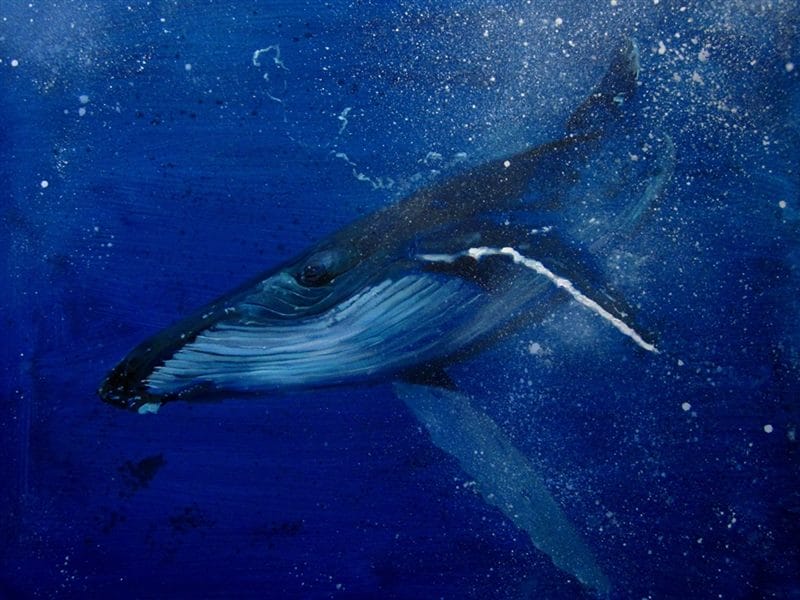 Картинки киты (100 фото) #35