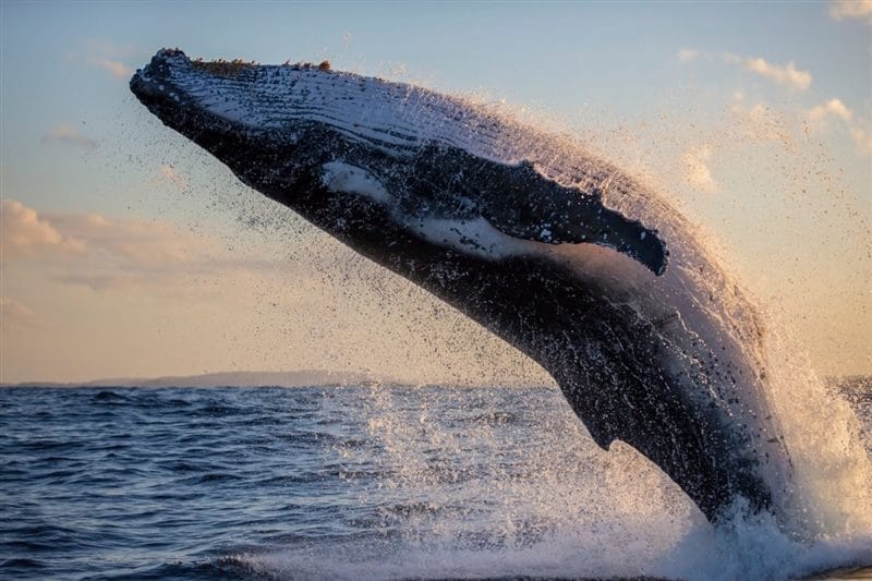 Картинки киты (100 фото) #37