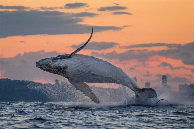 Картинки киты (100 фото) #43