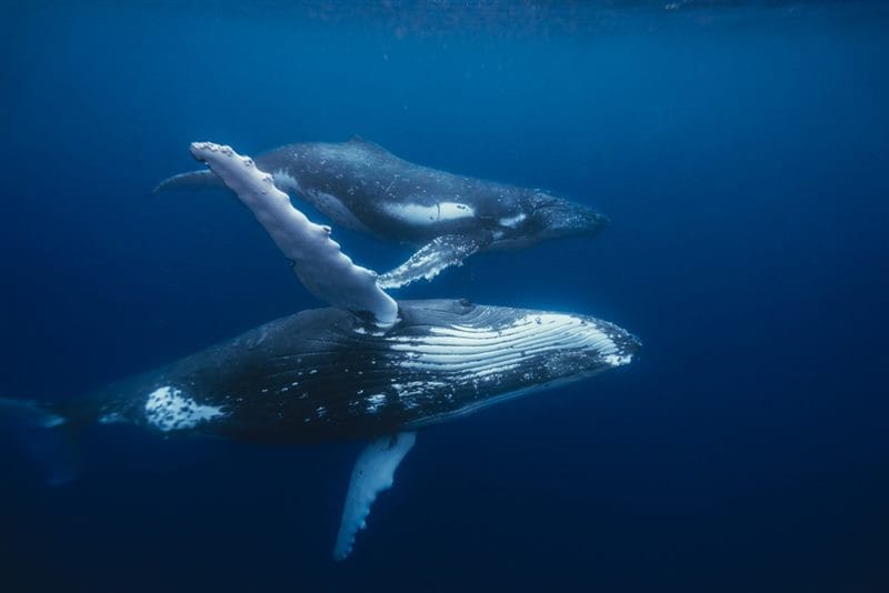 Картинки киты (100 фото) #82