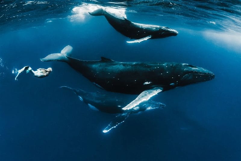 Картинки киты (100 фото) #76