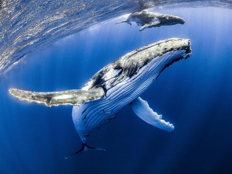 Картинки киты (100 фото) #40