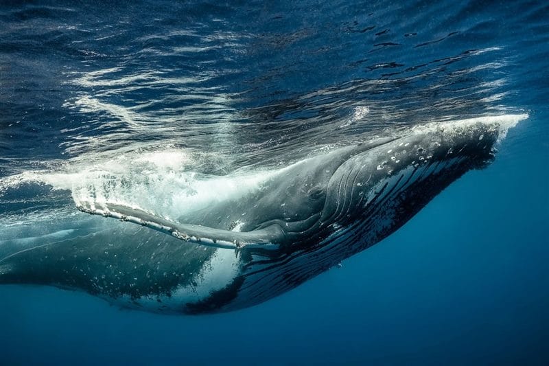 Картинки киты (100 фото) #38