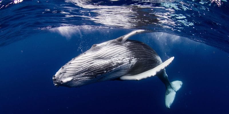 Картинки киты (100 фото) #66
